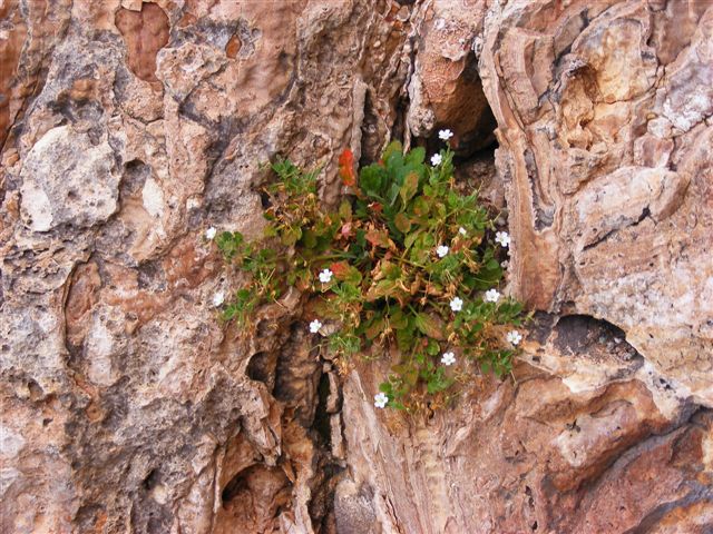 Erodium corsicum  /   Becco di gru corso
