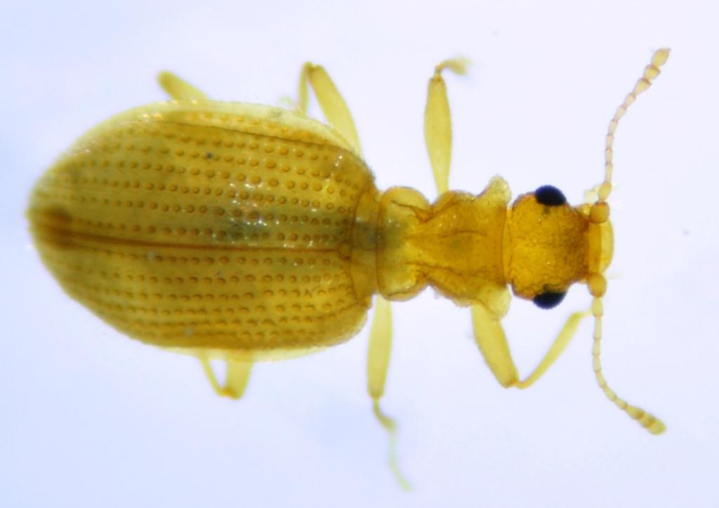 Piccolo Latridiidae di Cagliari: Stephostethus sp. (productus?)