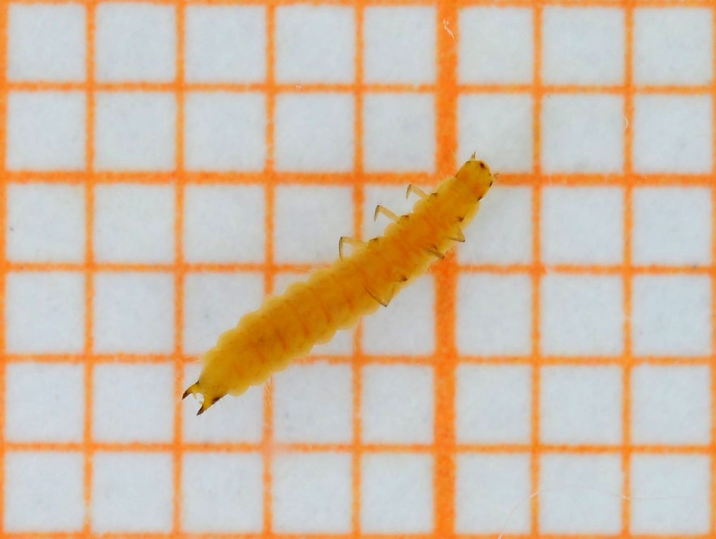 Larva di Malachiidae annegata