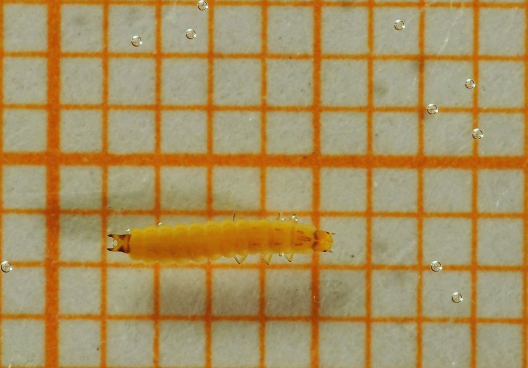 Larva di Malachiidae annegata