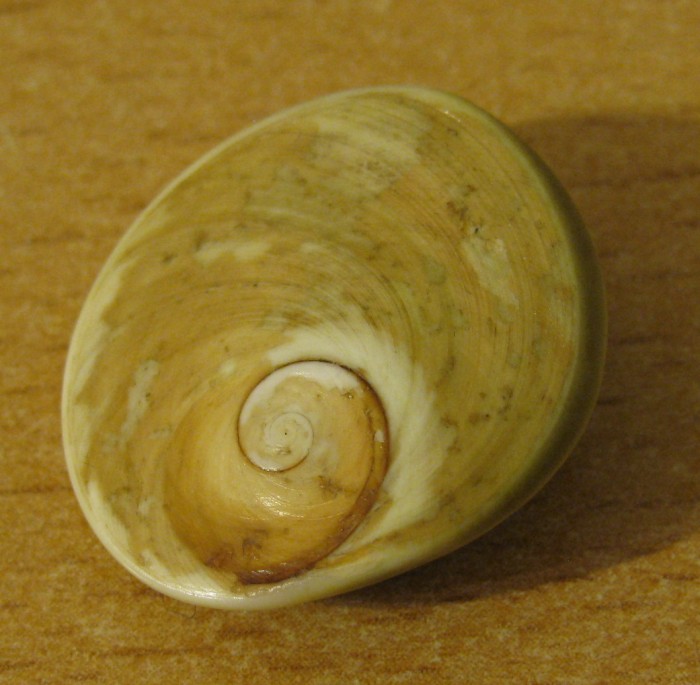 Opercolo