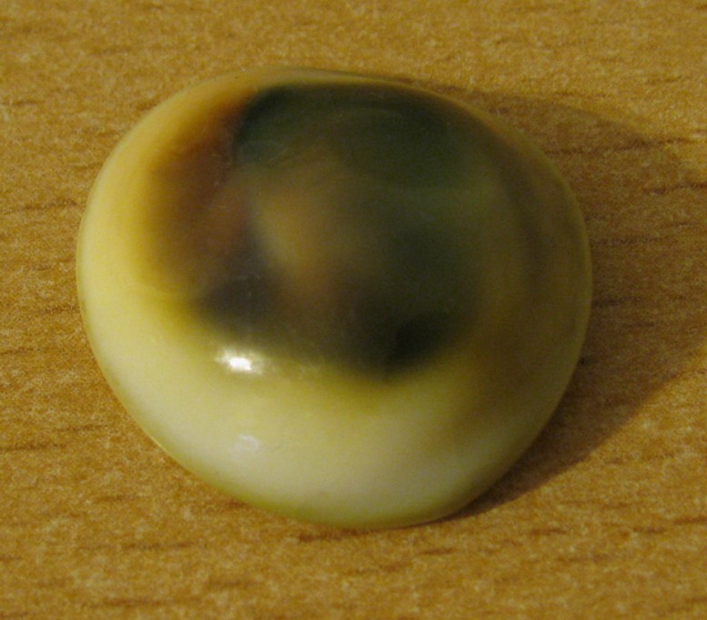 Opercolo