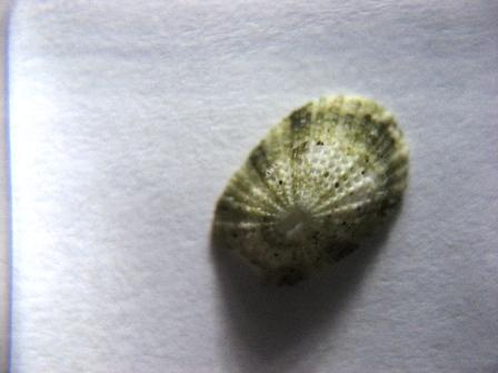 Determinazione.Cosa sono?