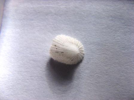 Determinazione.Cosa sono?