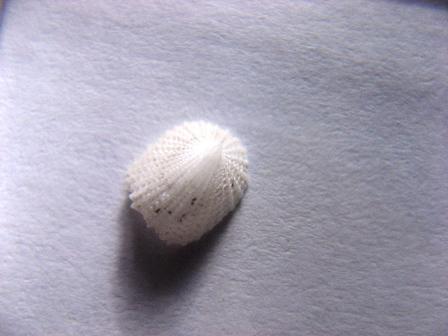 Determinazione.Cosa sono?