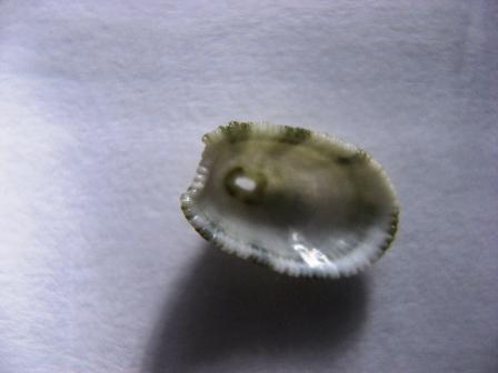 Determinazione.Cosa sono?