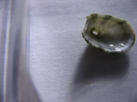 Determinazione.Cosa sono?