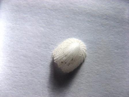 Determinazione.Cosa sono?