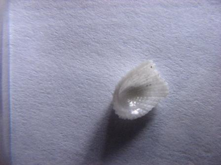 Determinazione.Cosa sono?