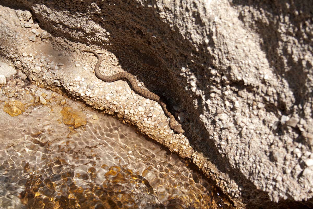 Tre serpenti dal Mezzogiorno
