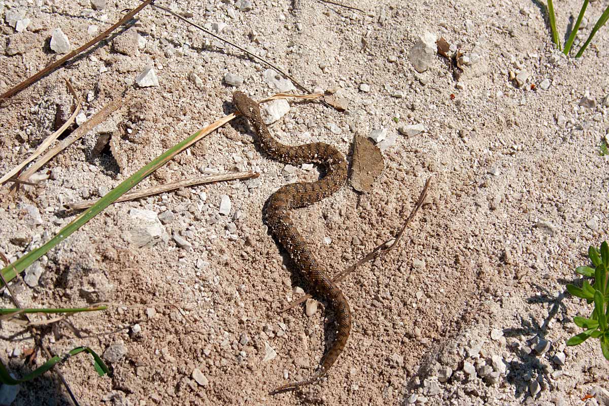 Tre serpenti dal Mezzogiorno