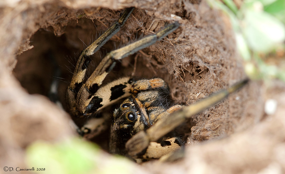 Lycosa tarantula