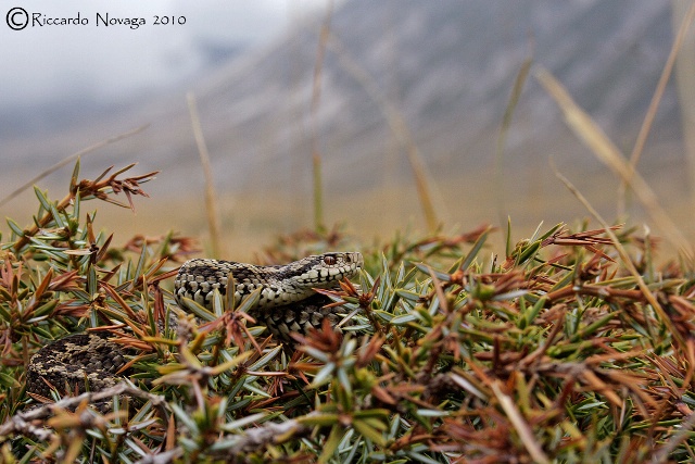 il gioiello d''abruzzo