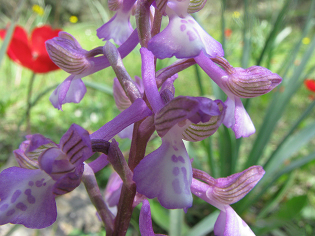 Orchidee di Lesbos - seguito