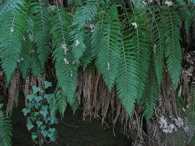 Dryopteris o Polystichum sp.