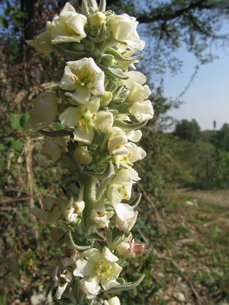 Verbascum da determinare - Verbascum cfr. lychnitis
