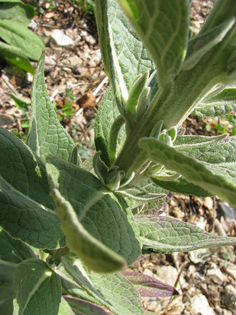 Verbascum da determinare - Verbascum cfr. lychnitis