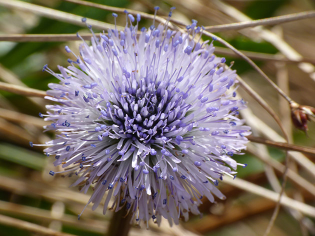 Globularia nudicaulis / Globularia a fusto nudo