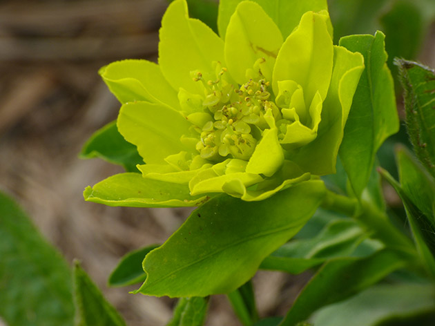 Euphorbia verrucosa (=E. brittingeri ) / Euforbia verrucosa