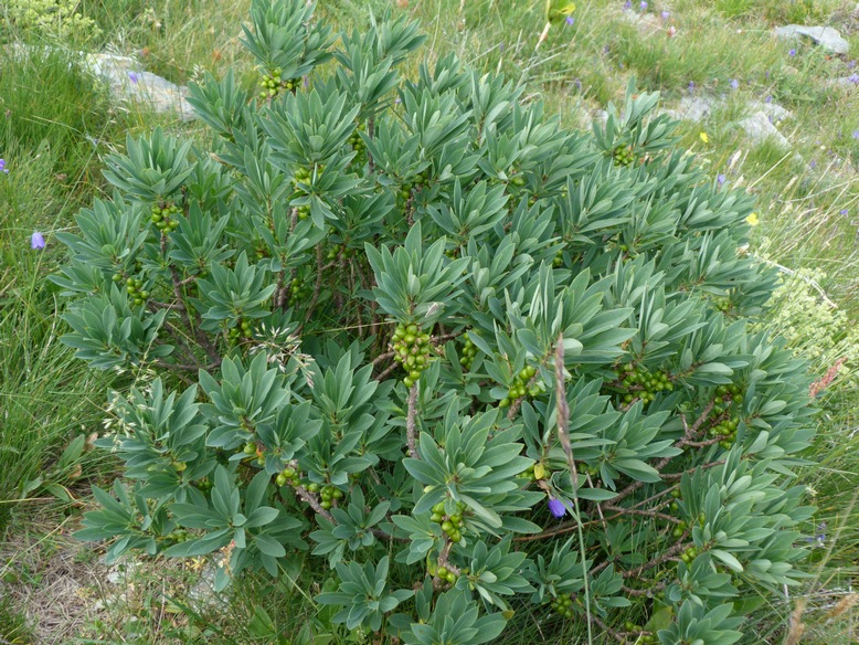 Daphne mezereum / Mezereo, fior di stecco