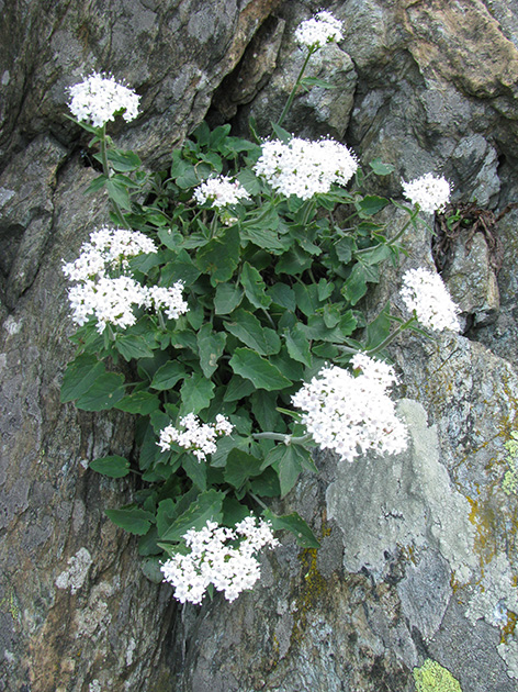 Valeriana montana