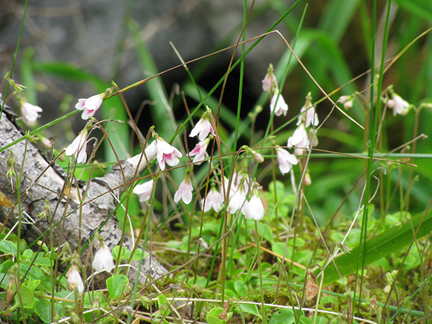 Linnaea borealis / Linnea