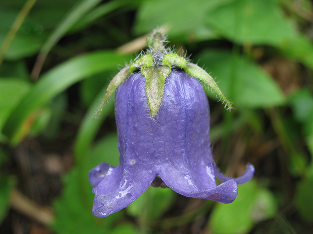 Campanula barbata
