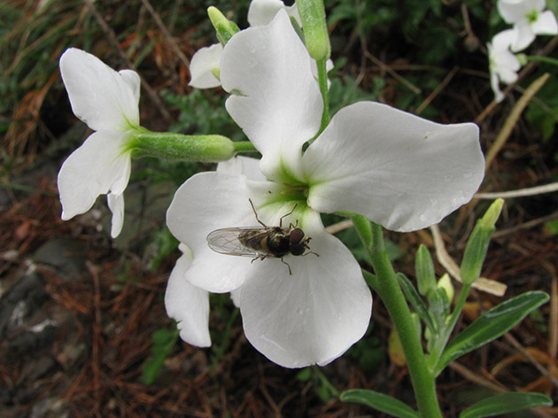 All''ombra di pini marittimi...Matthiola incana