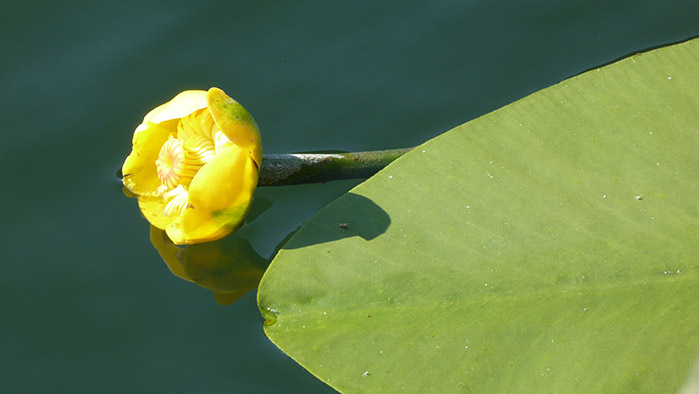 Nuphar lutea / Ninfea gialla