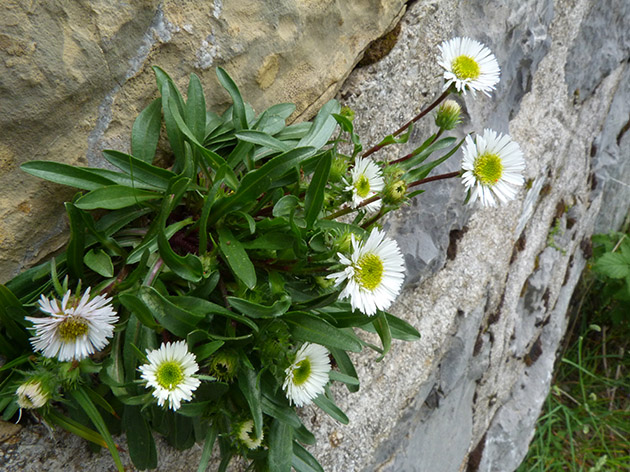 Erigeron alpinus