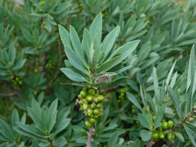 Daphne mezereum / Mezereo, fior di stecco