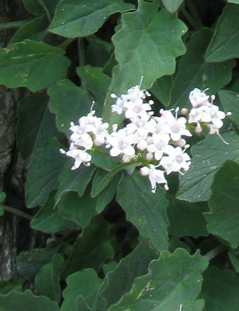 Valeriana montana