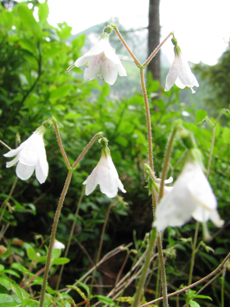 Linnaea borealis / Linnea