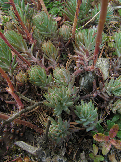 Sedum montanum subsp. montanum?