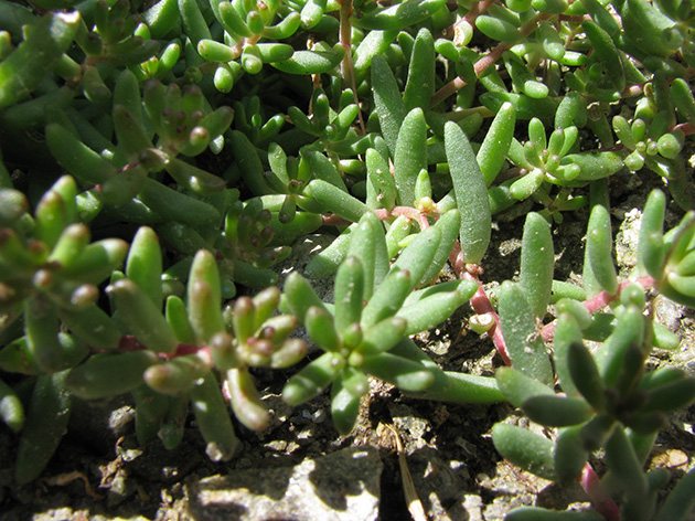 Sedum album