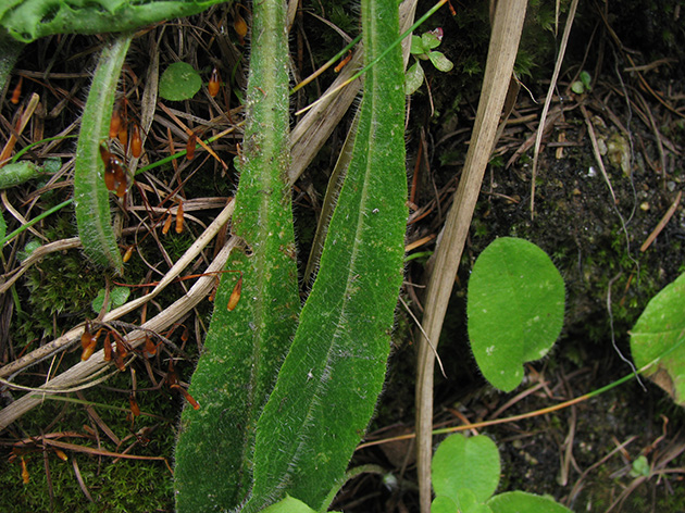 Campanula barbata