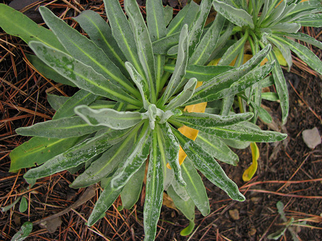 All''ombra di pini marittimi...Matthiola incana
