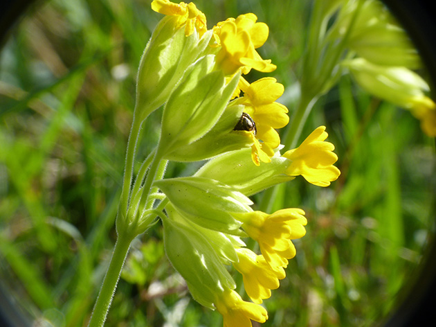 Primula veris L. subsp. veris  sul Monte Barro