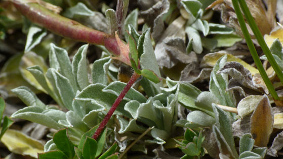 Antennaria dioica, fiori maschili