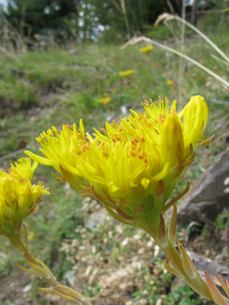 Sedum montanum subsp. montanum?