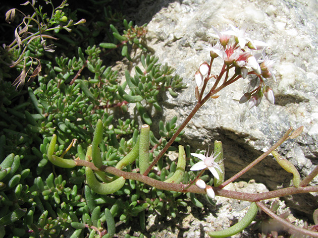 Sedum album