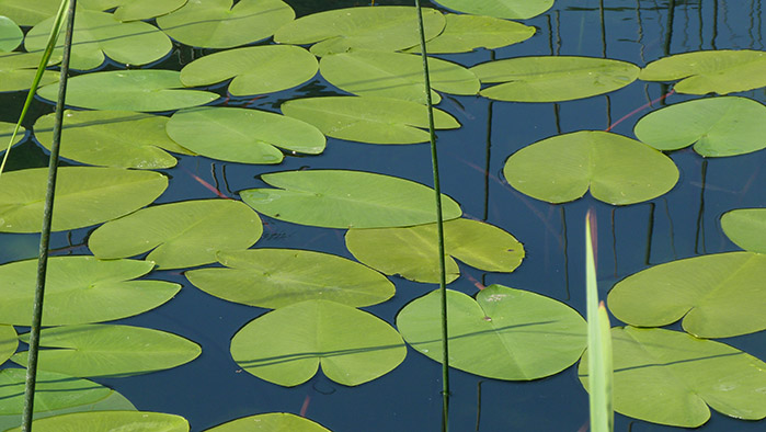 Nuphar lutea / Ninfea gialla