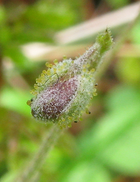 Linnaea borealis / Linnea