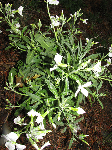 All''ombra di pini marittimi...Matthiola incana