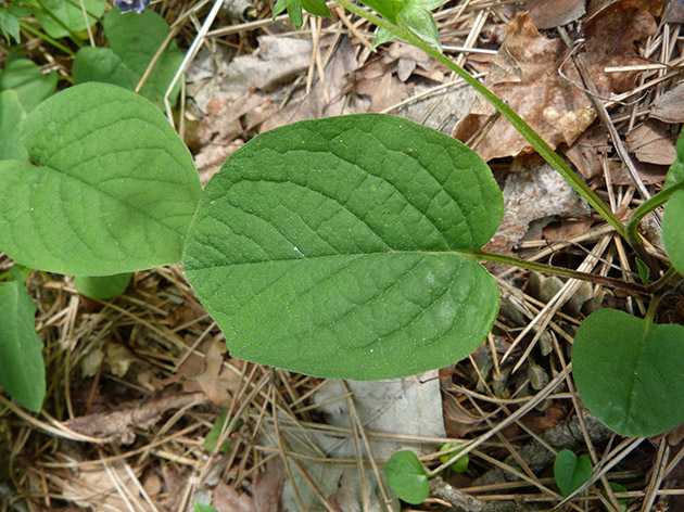 Omphalodes verna