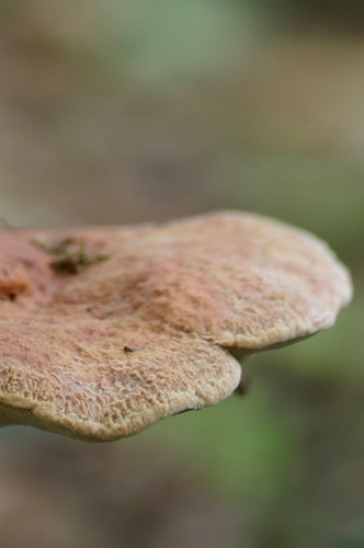 Un quiz tira l''altro.