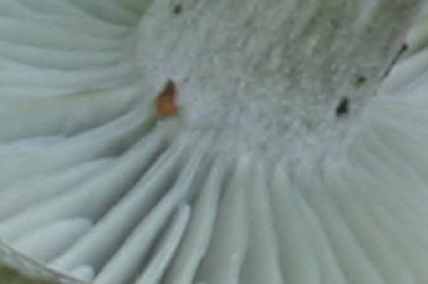 Riproponiamo un Quiz.