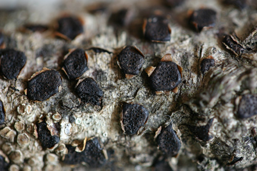 Quiz: tanto comune da passare inosservato