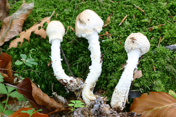 Lo smemorato di....... Popoli