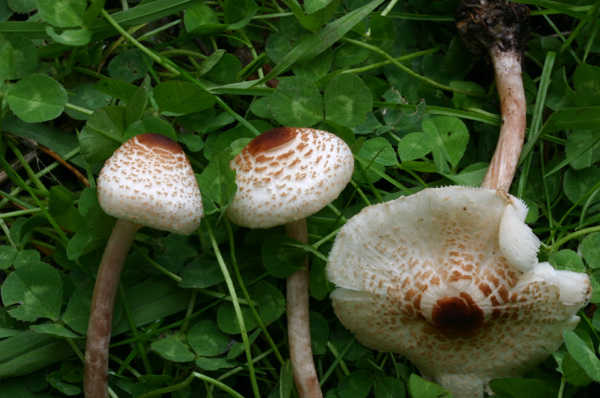 Lo smemorato di ... Popoli 2